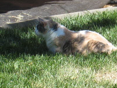 Cali - Aug