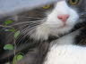 Calin Aug 07