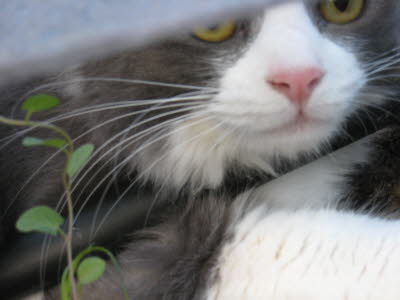 Calin Aug 07